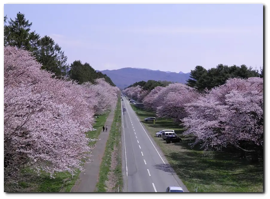 20간 도로 벚꽃길