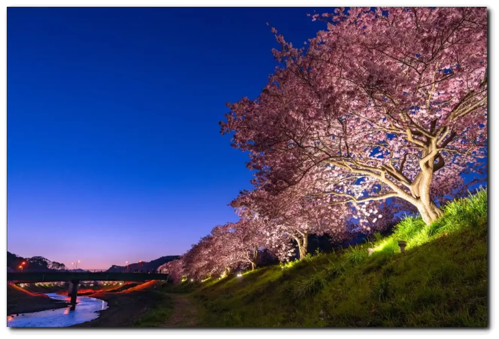 시즈오카 벚꽃 축제