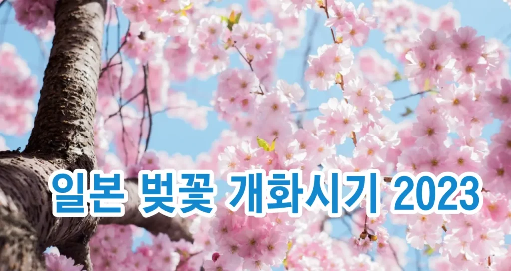 일본 벚꽃 개화시기 2023